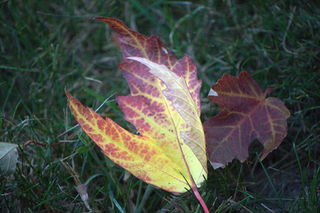 Illustration for article titled Shooting Challenge Fall Leaves Gallery 2